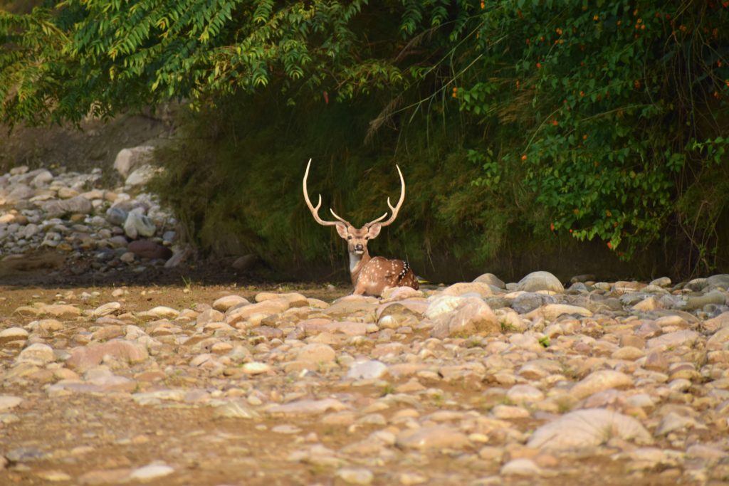 Jim Corbett National Park