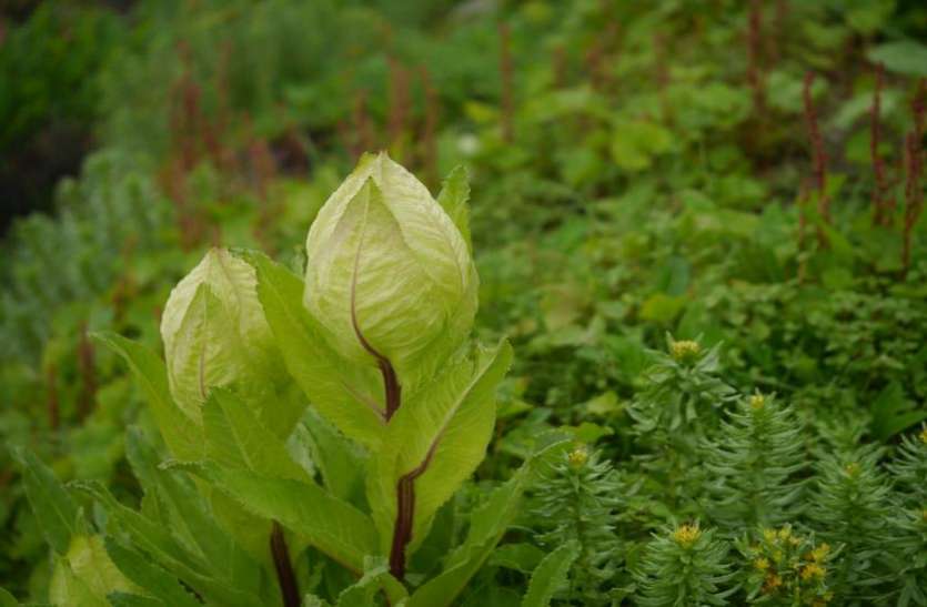 Flora of Uttarakhand