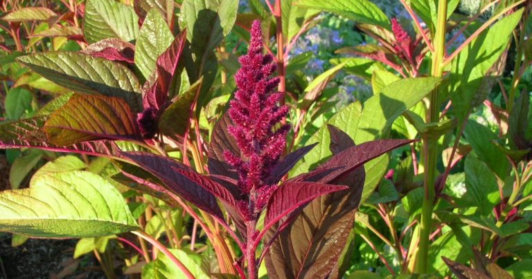 Wild Vegetables of Uttarakhand