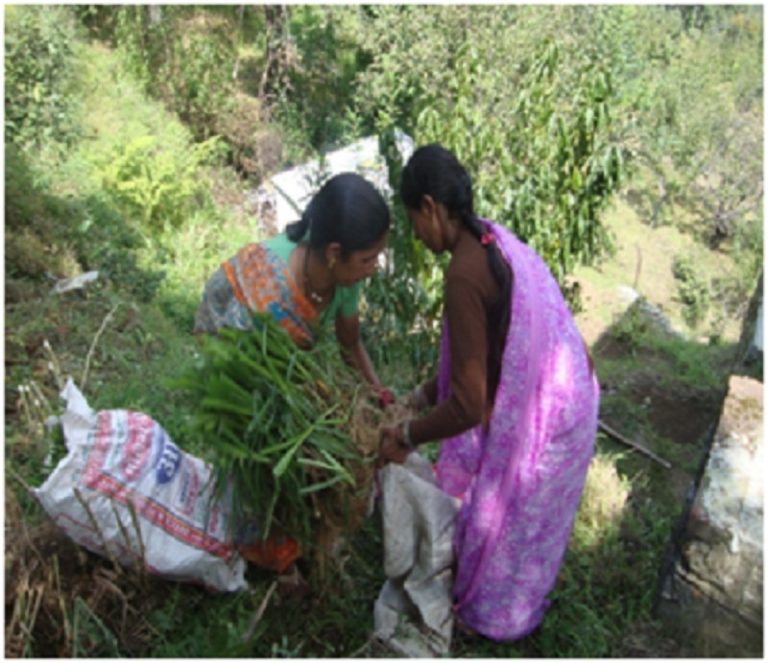 Promoting Green Fodder